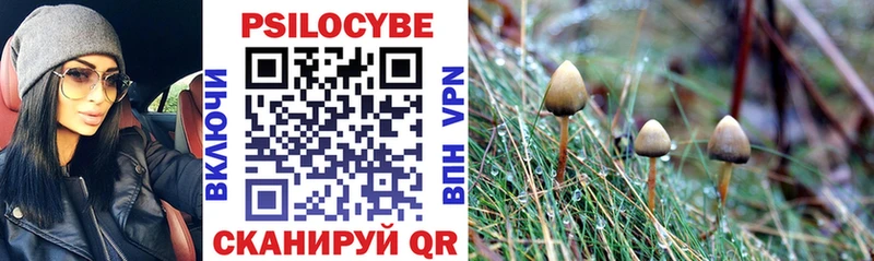 Купить закладки Махачкала Псилоцибиновые грибы GOLDEN TEACHER